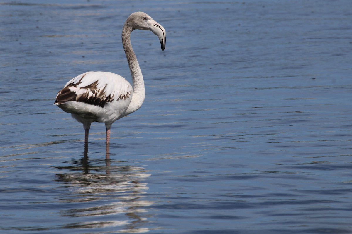 Greater Flamingo - ML646387328