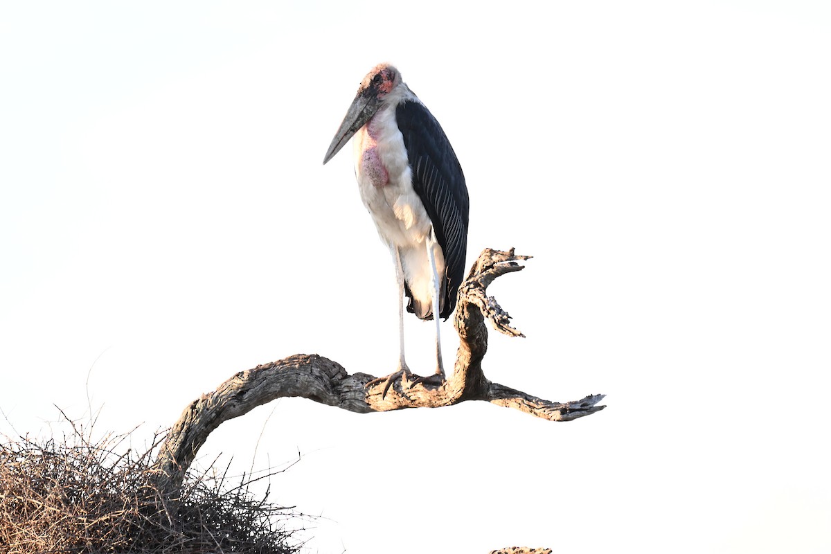 Marabou Stork - ML646387329