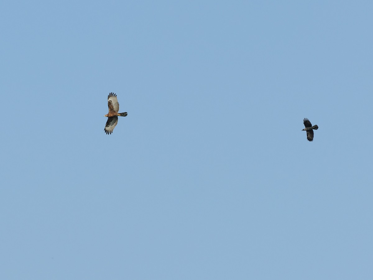 Oriental Honey-buzzard - ML646387332