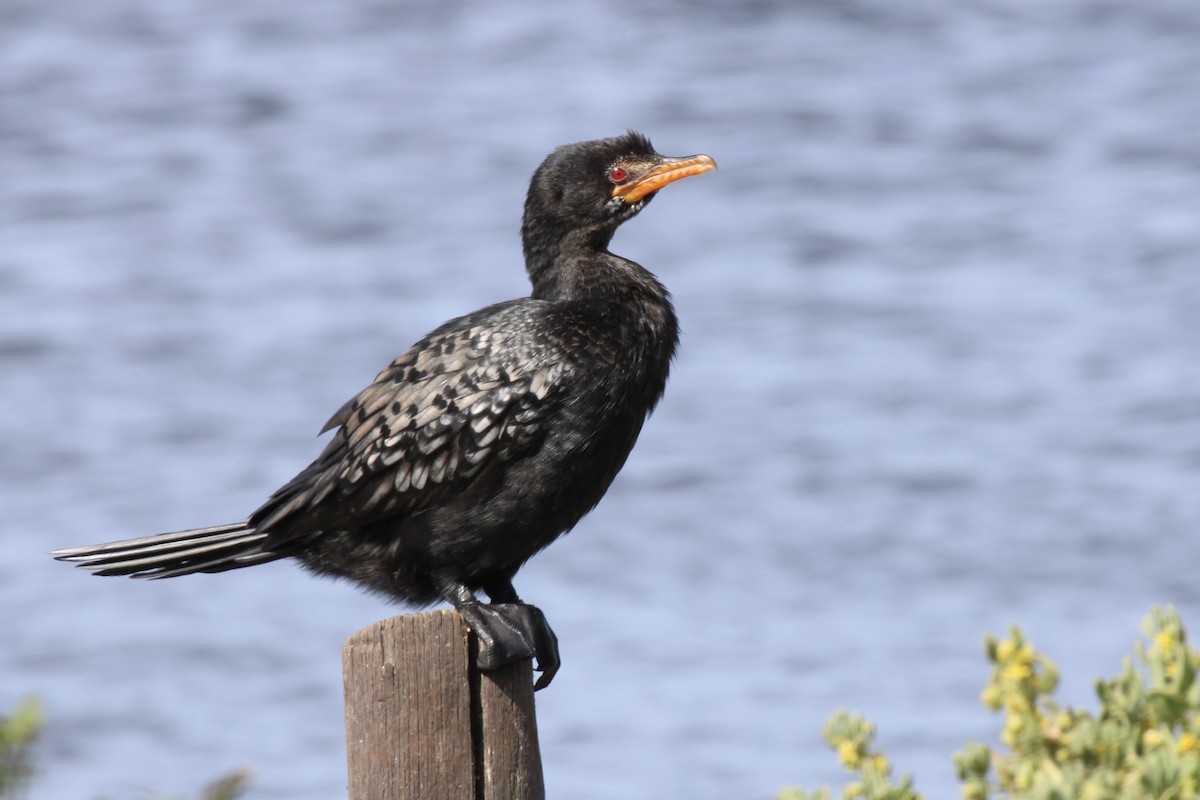 Reed Cormorant - ML646387334
