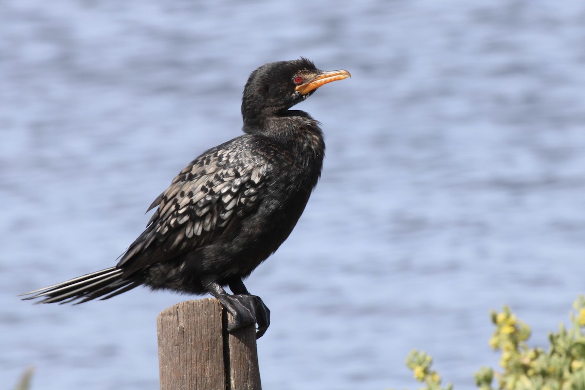 Reed Cormorant - ML646387335
