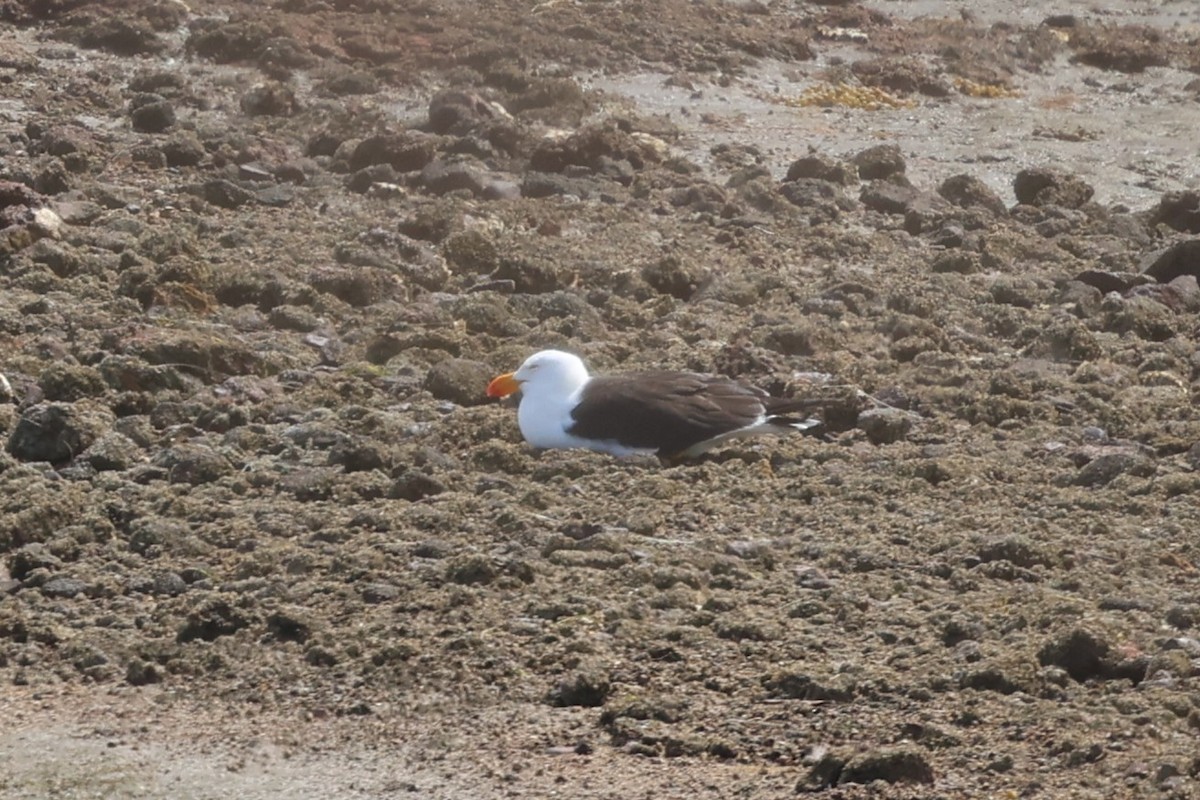Pacific Gull - ML646387338