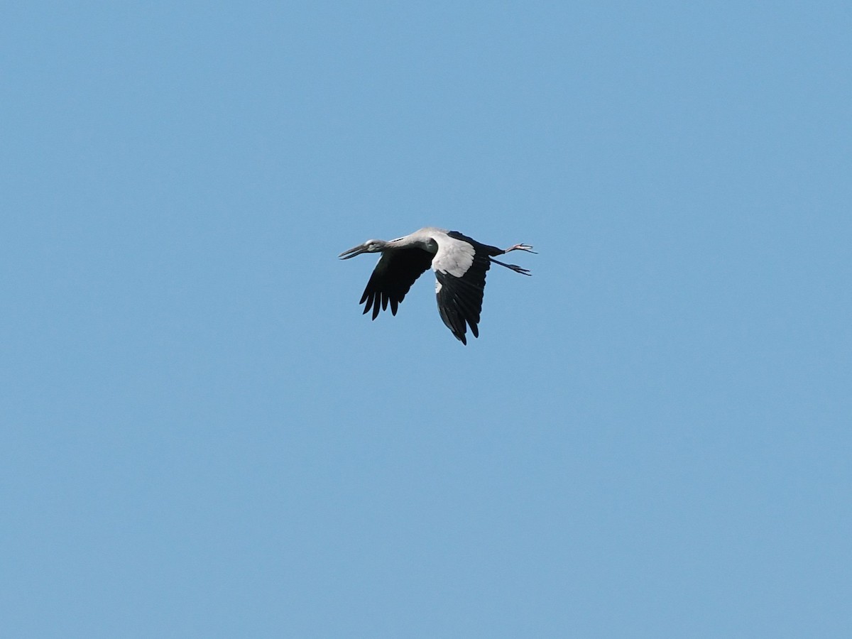 Asian Openbill - ML646387339