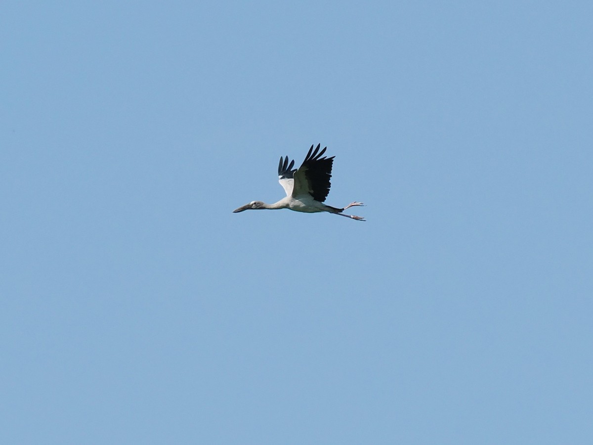Asian Openbill - ML646387340