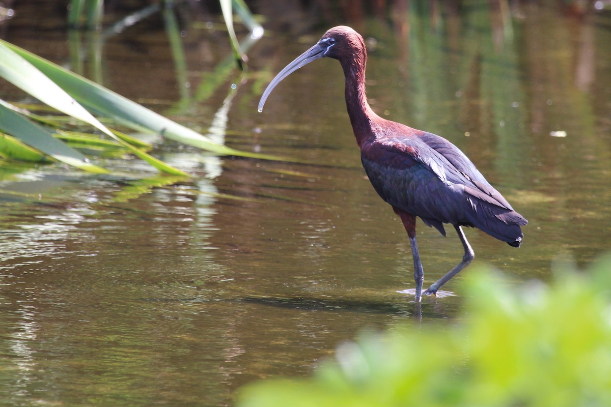 Glossy Ibis - ML646387341