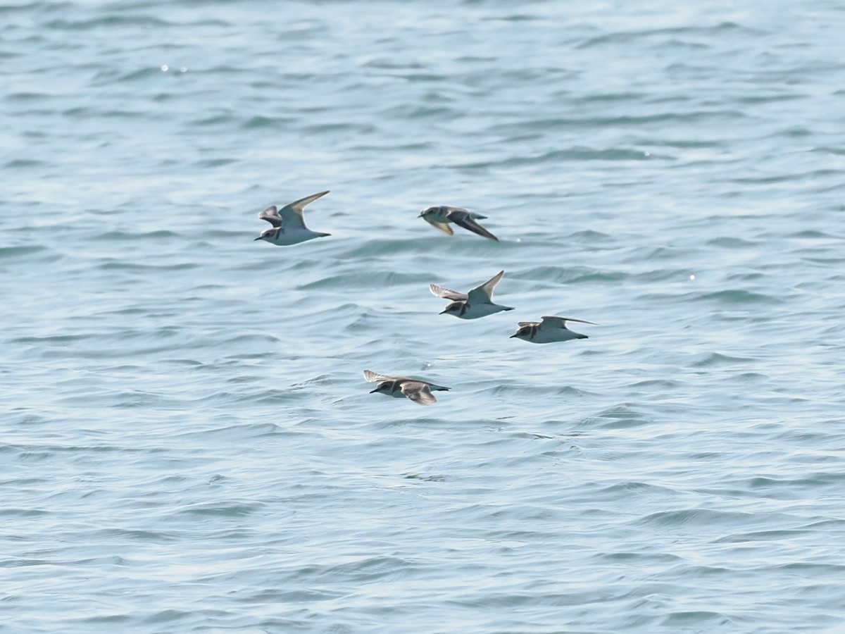 Kentish Plover - ML646387342