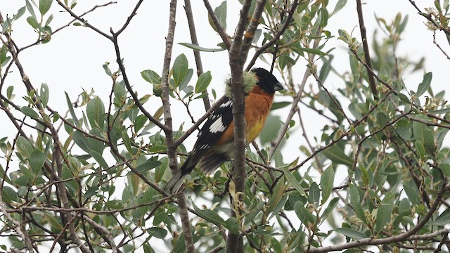 Black-headed Grosbeak - ML646387344