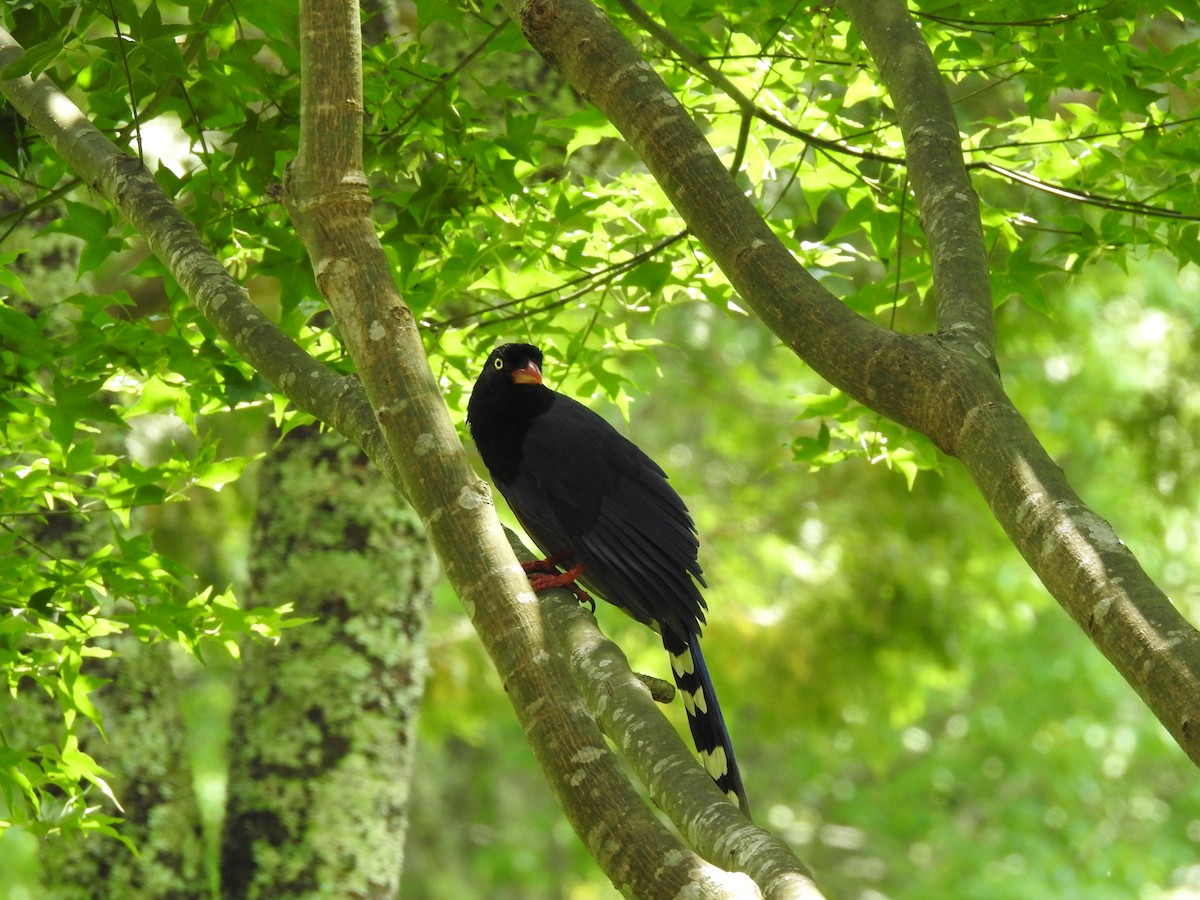 Taiwan Blue-Magpie - ML646387345