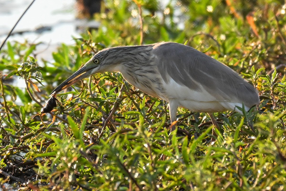 Squacco Heron - ML646387346