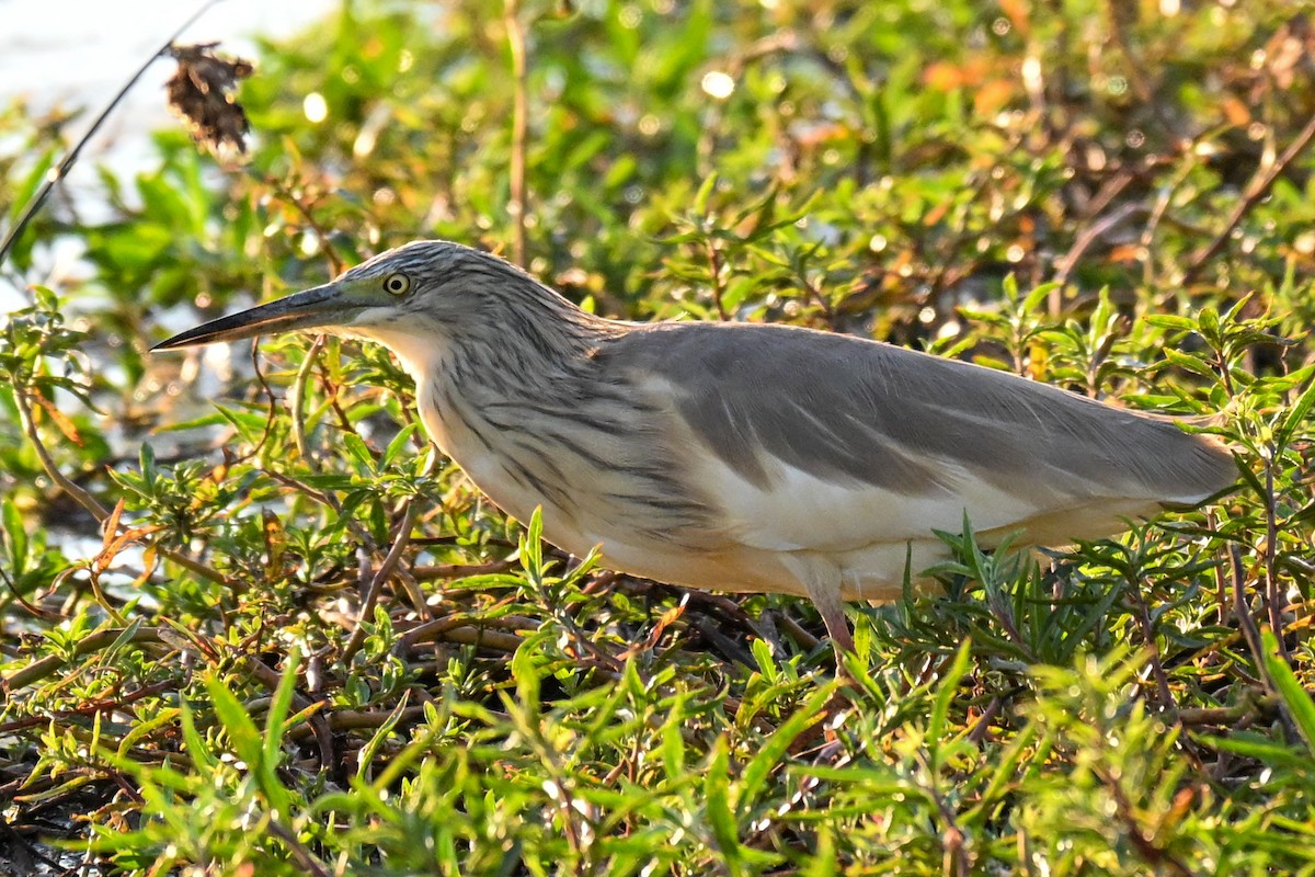Squacco Heron - ML646387347