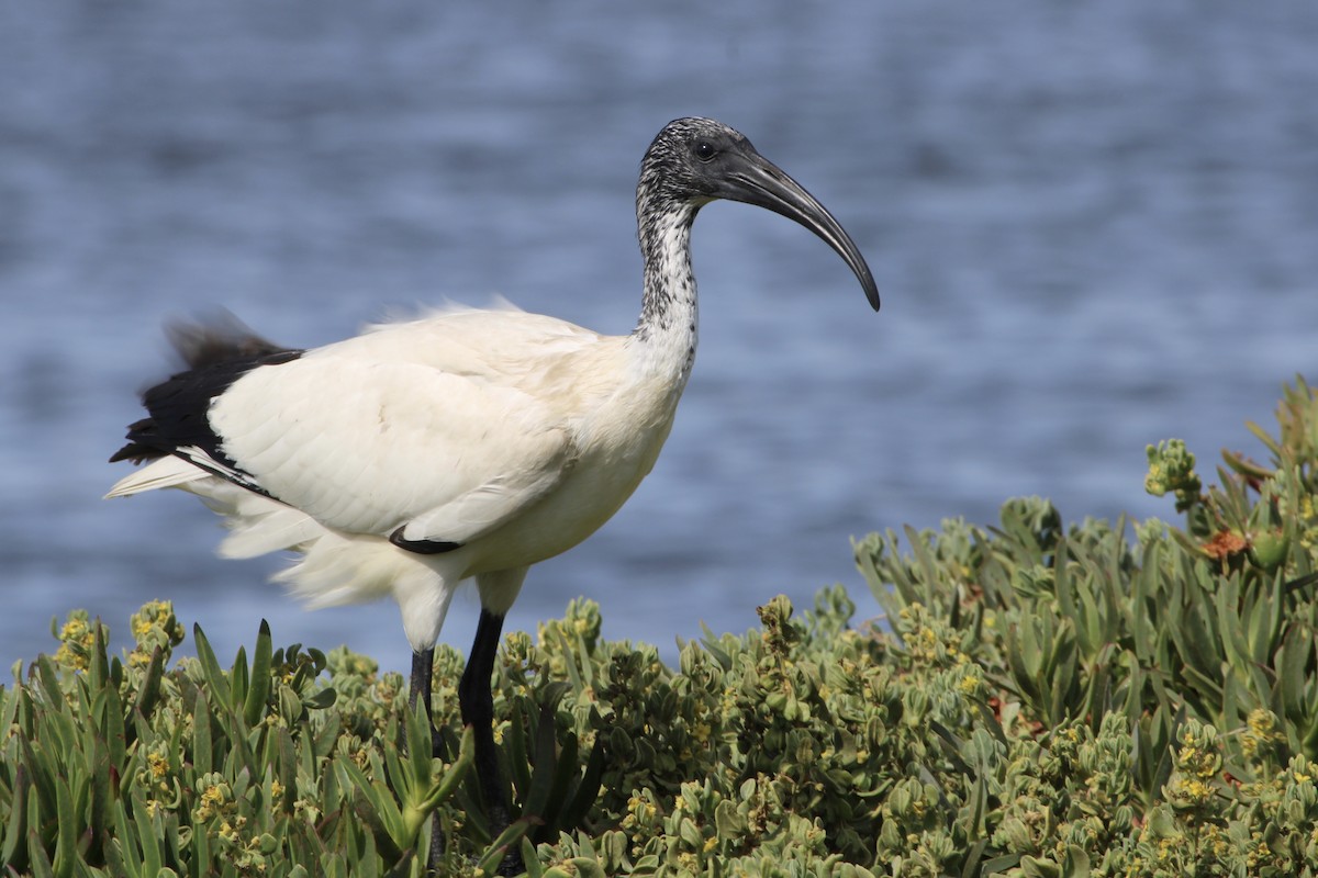 African Sacred Ibis - ML646387349