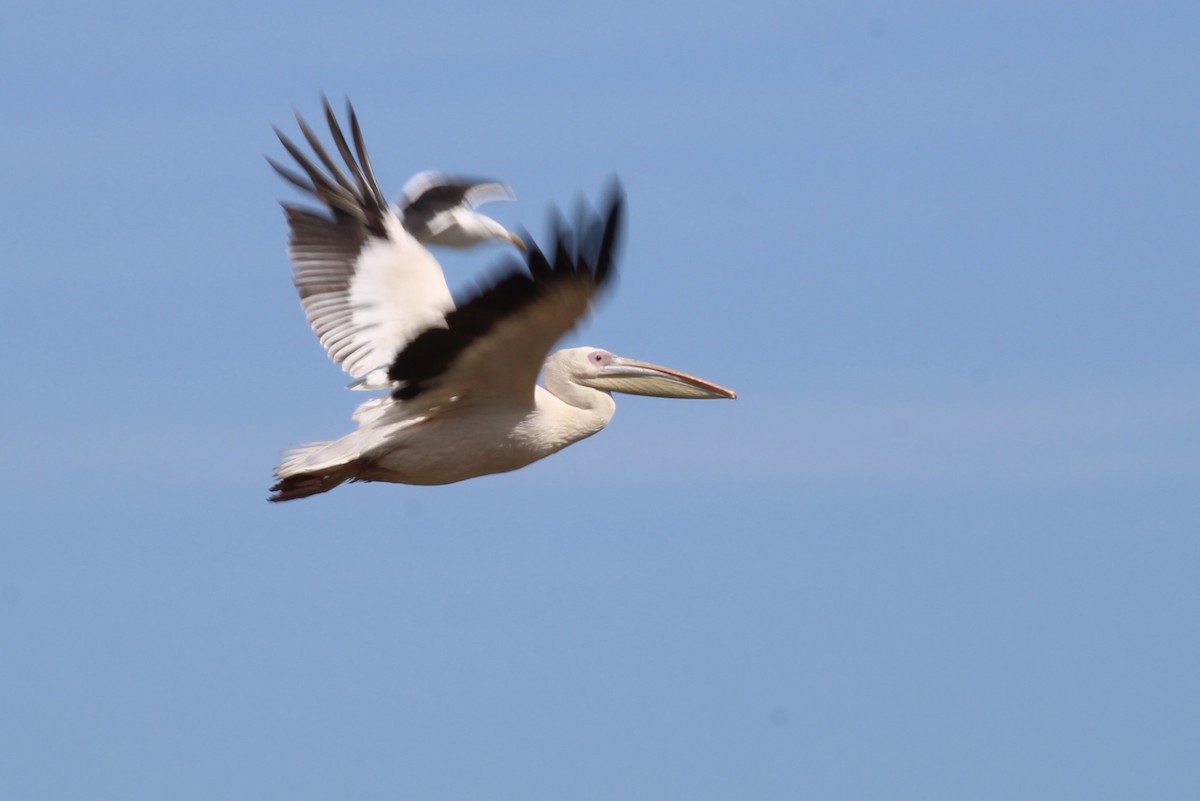 Great White Pelican - ML646387350