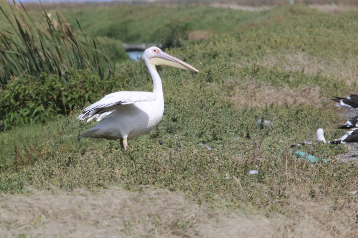 Great White Pelican - ML646387351
