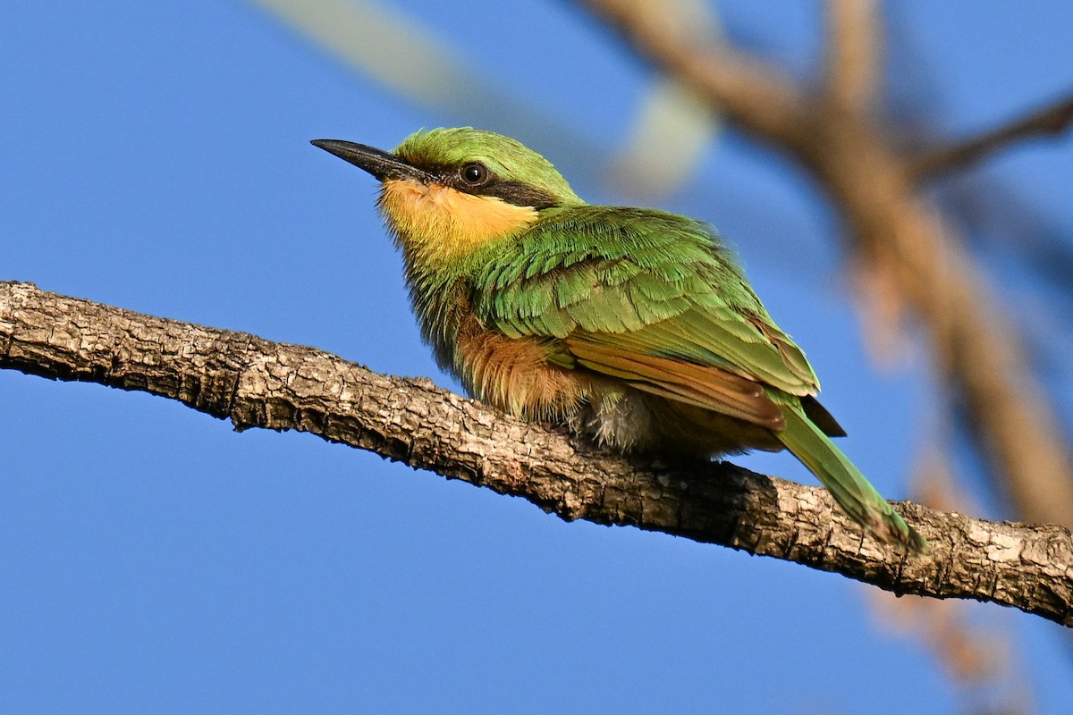 Little Bee-eater - ML646387353