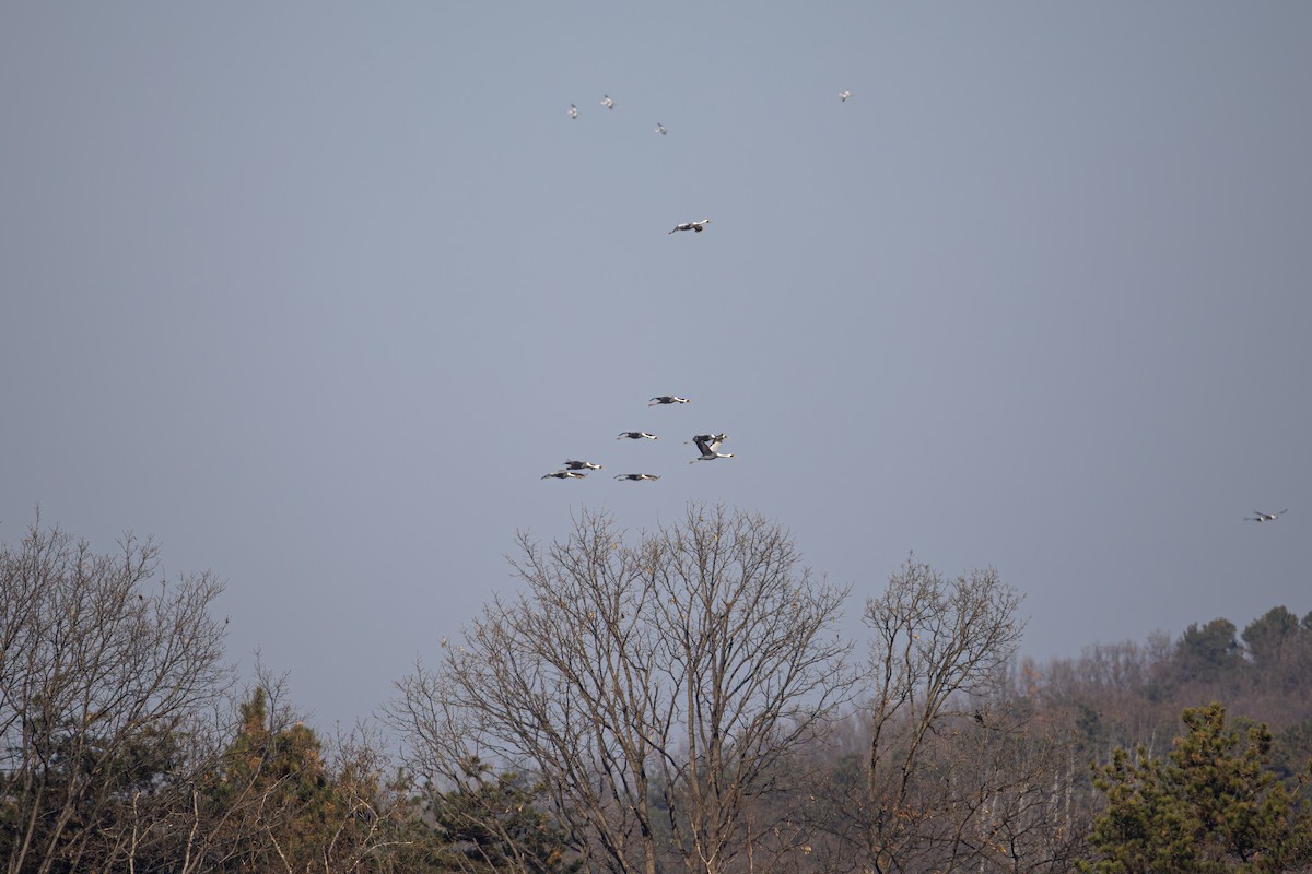 jeřáb červenolící - ML646387355