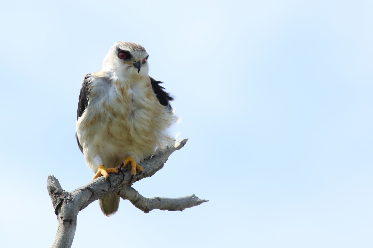 Black-winged Kite - ML646387356