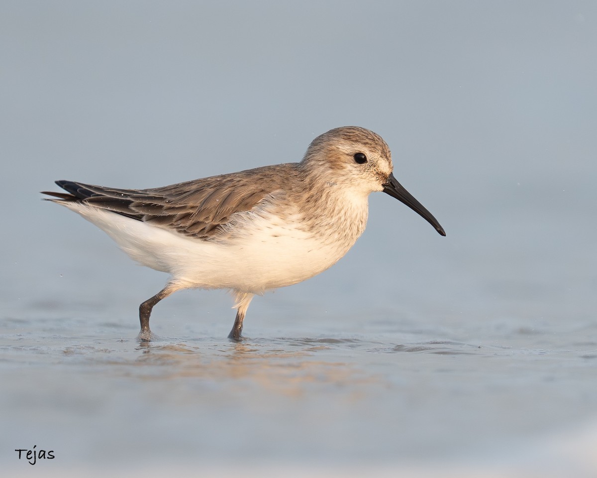 jespák obecný - ML646387357