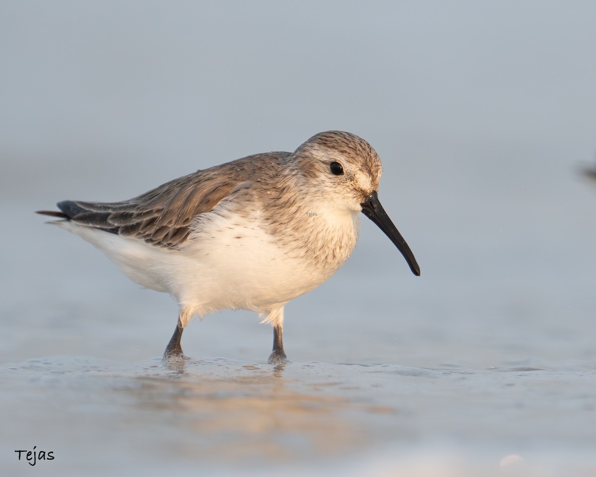 jespák obecný - ML646387358