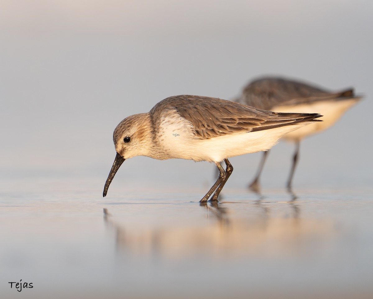 jespák obecný - ML646387359