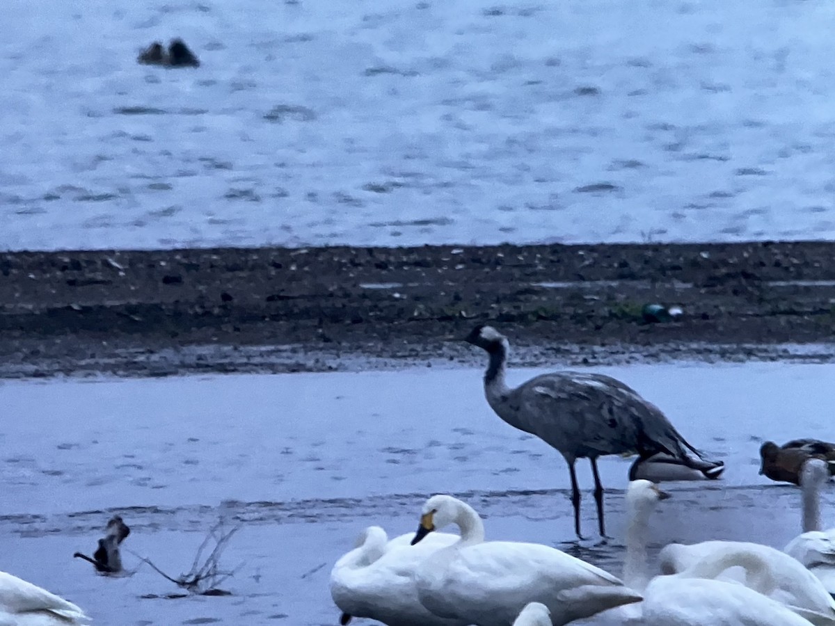 灰鶴 - ML646387360