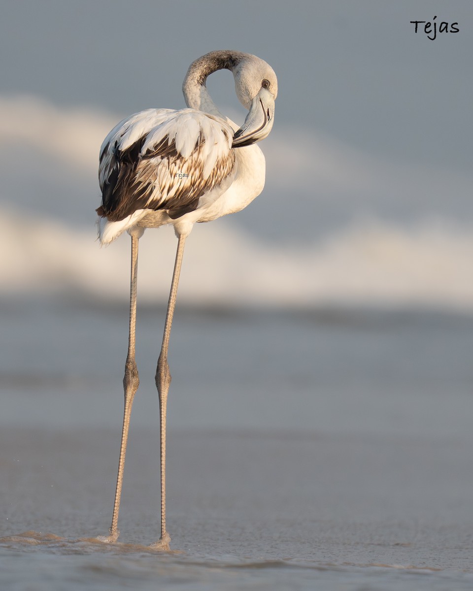 plameňák růžový - ML646387361