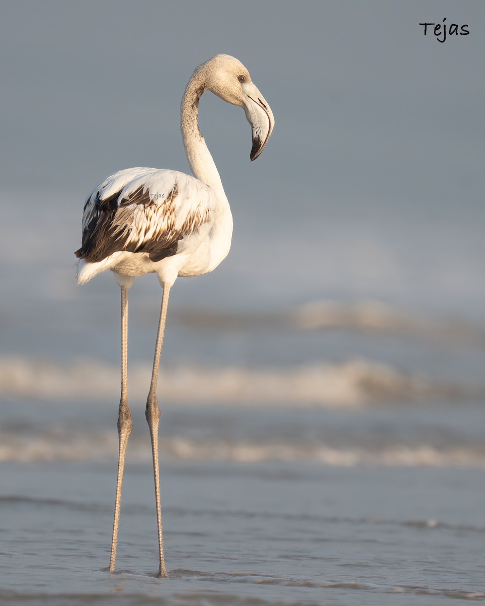 plameňák růžový - ML646387362