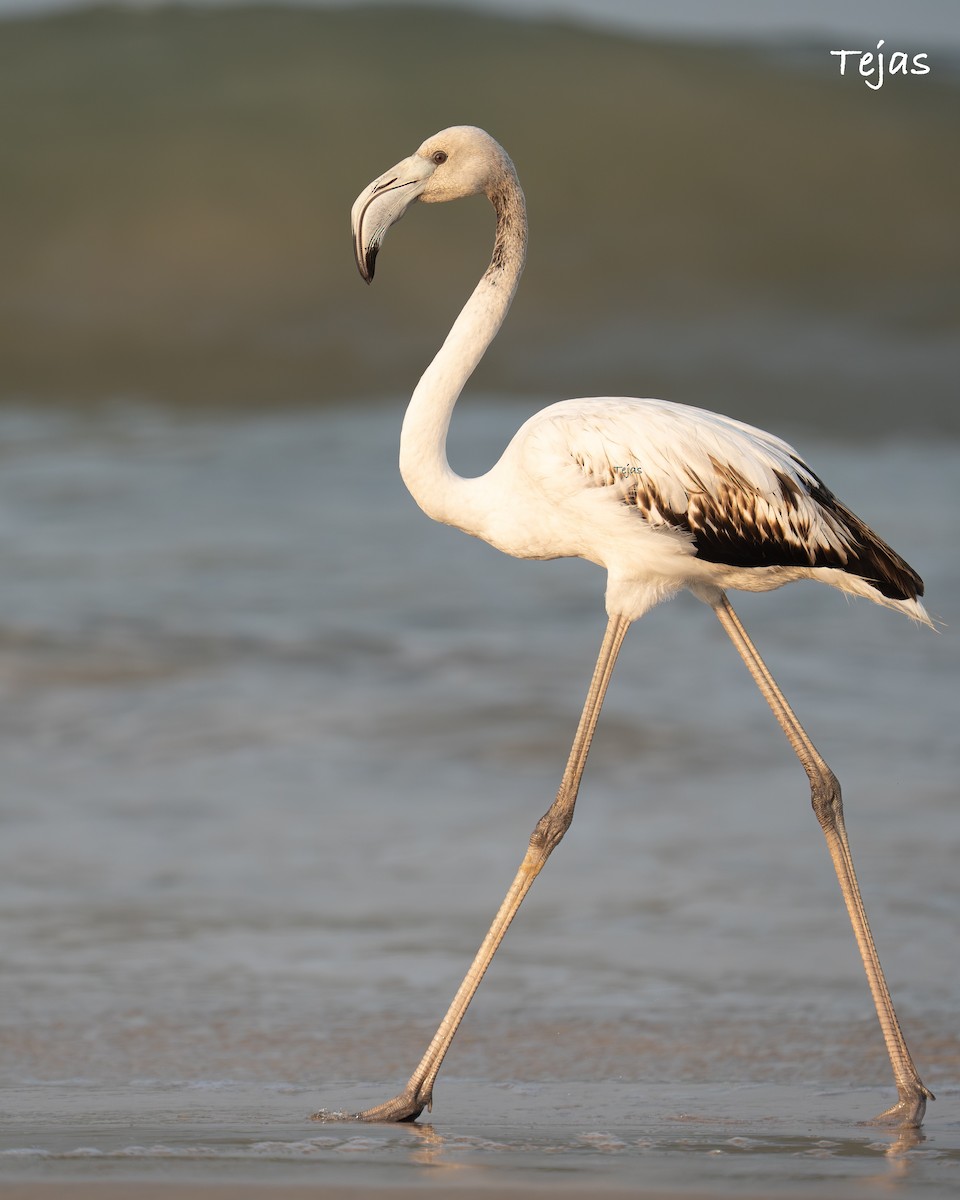 plameňák růžový - ML646387363