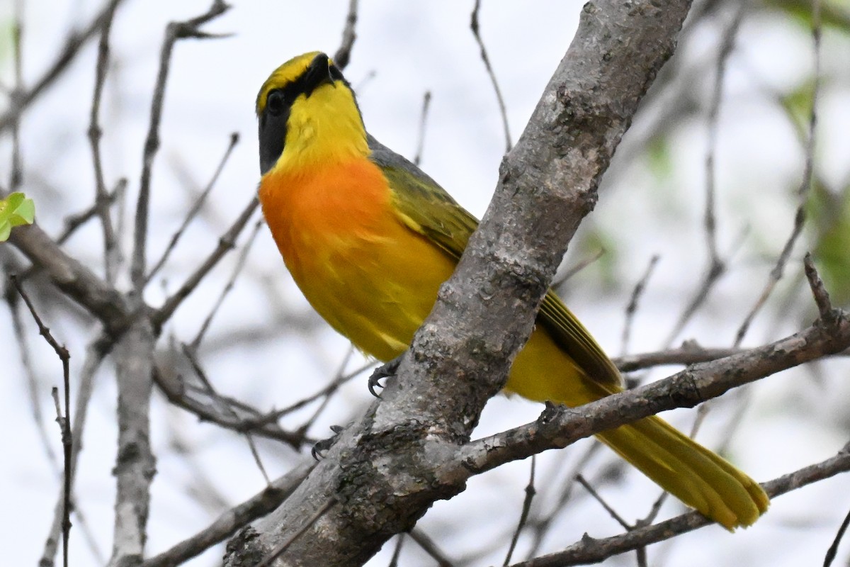 Sulphur-breasted Bushshrike - ML646387366