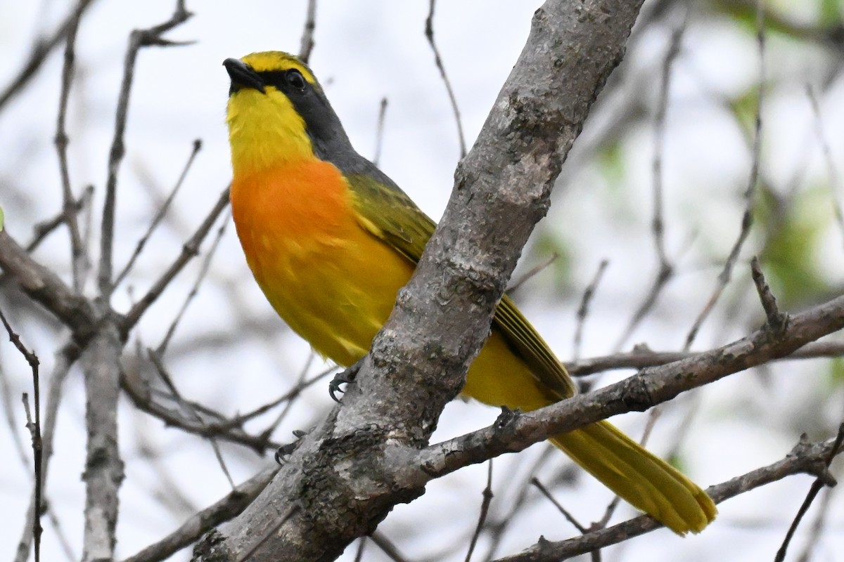 Sulphur-breasted Bushshrike - ML646387367