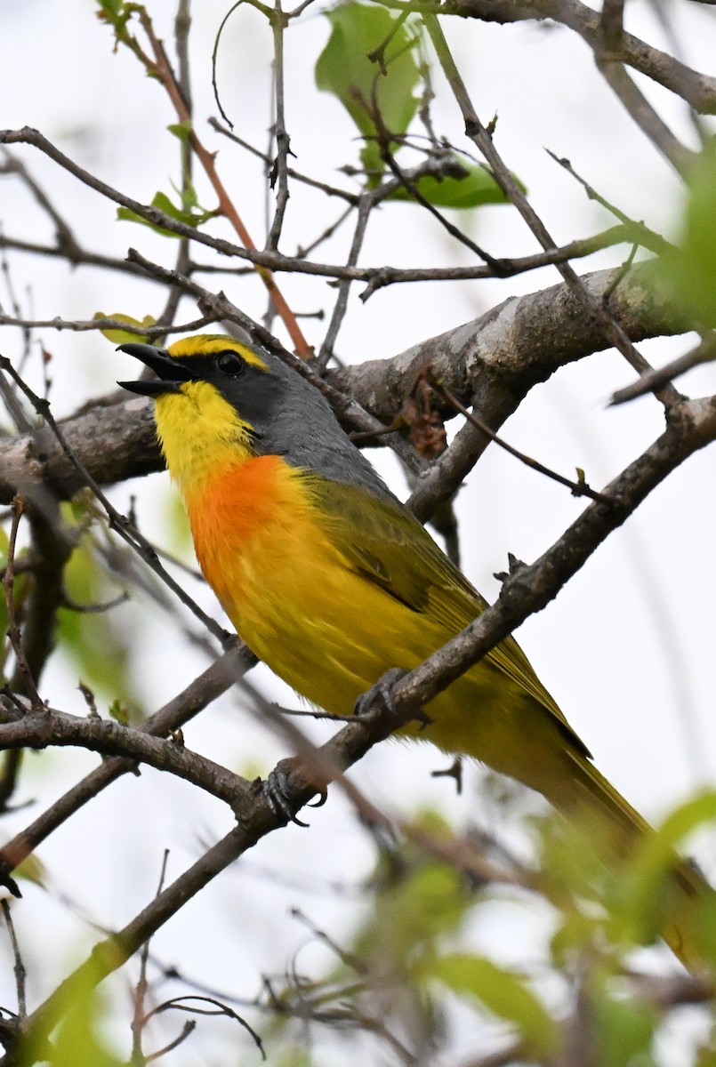 Sulphur-breasted Bushshrike - ML646387368
