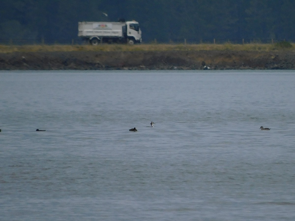 Great Crested Grebe - ML646387370