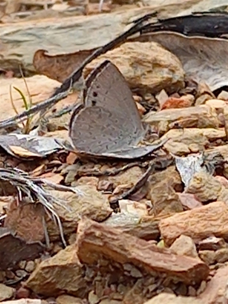 Varied Dusky-blue - ML646387371