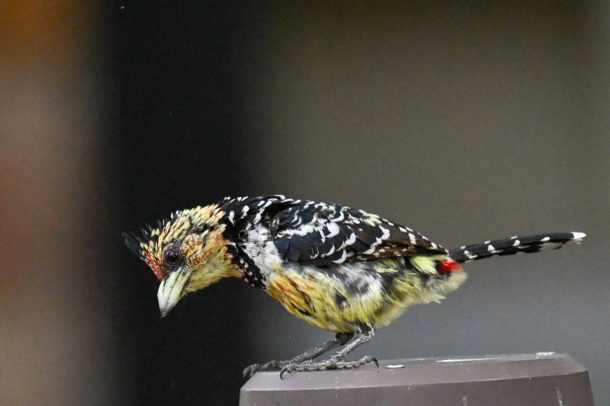 Crested Barbet - ML646387372