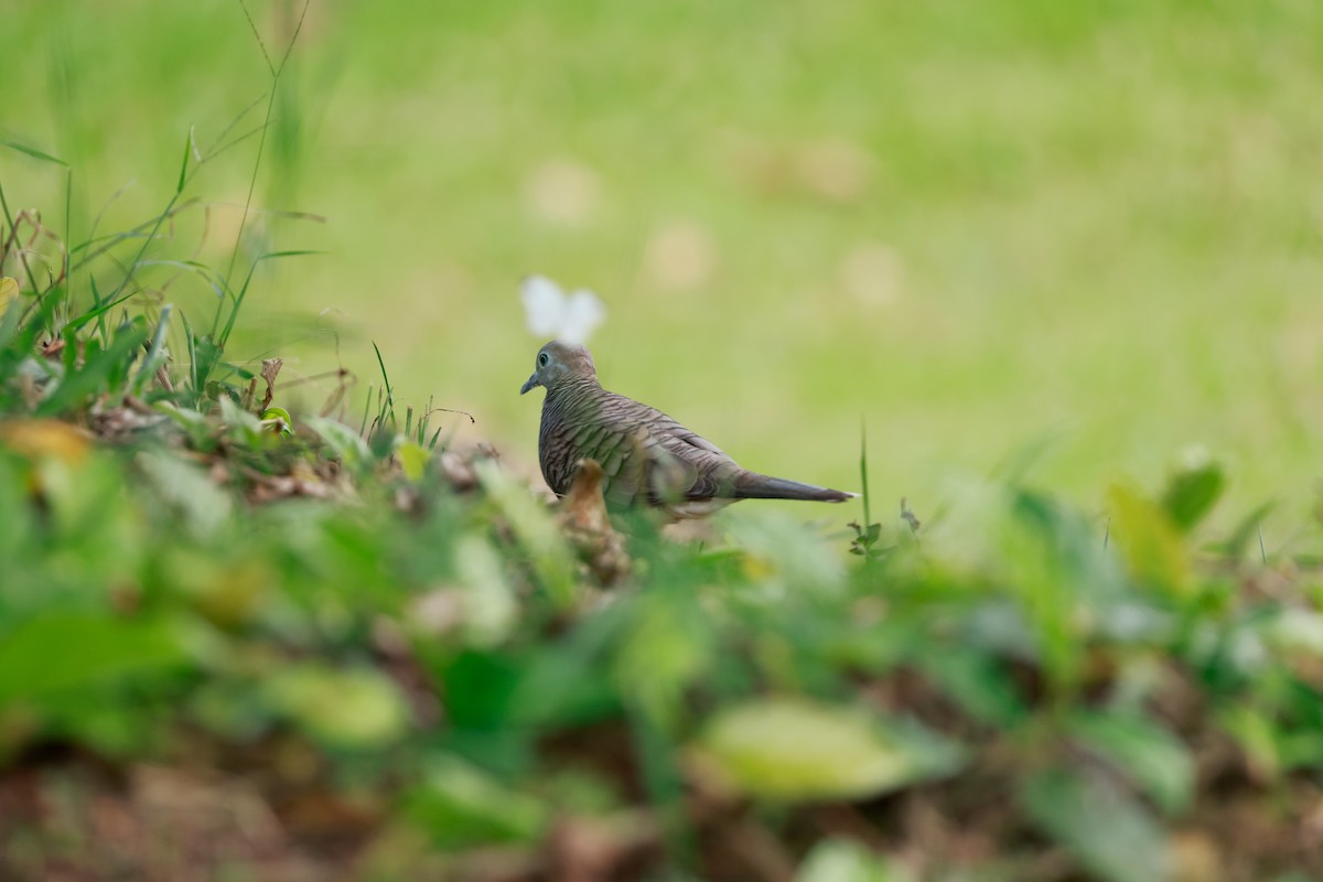 Zebra Dove - ML646387375