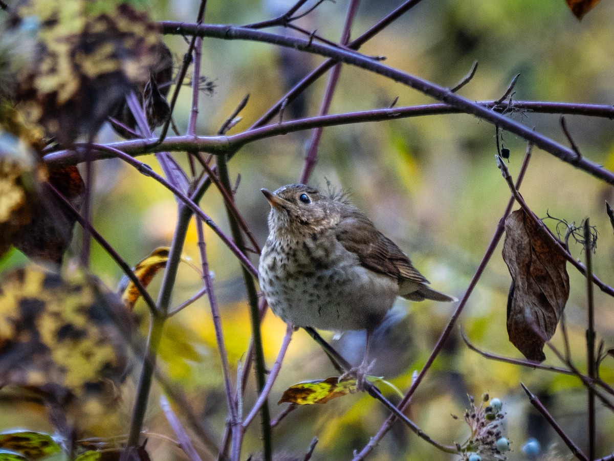 Hermit Thrush - ML646387378