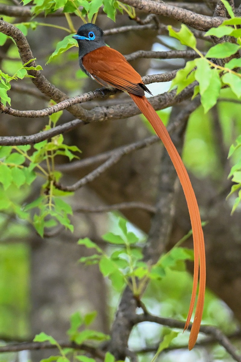 lejskovec africký - ML646387380