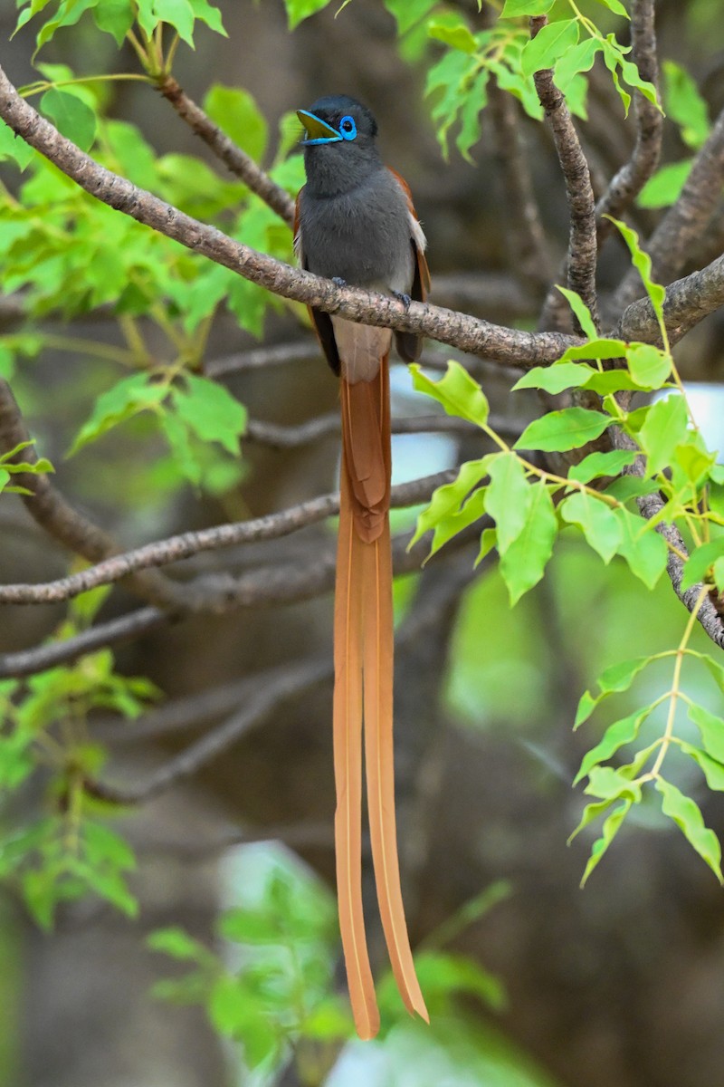 lejskovec africký - ML646387381