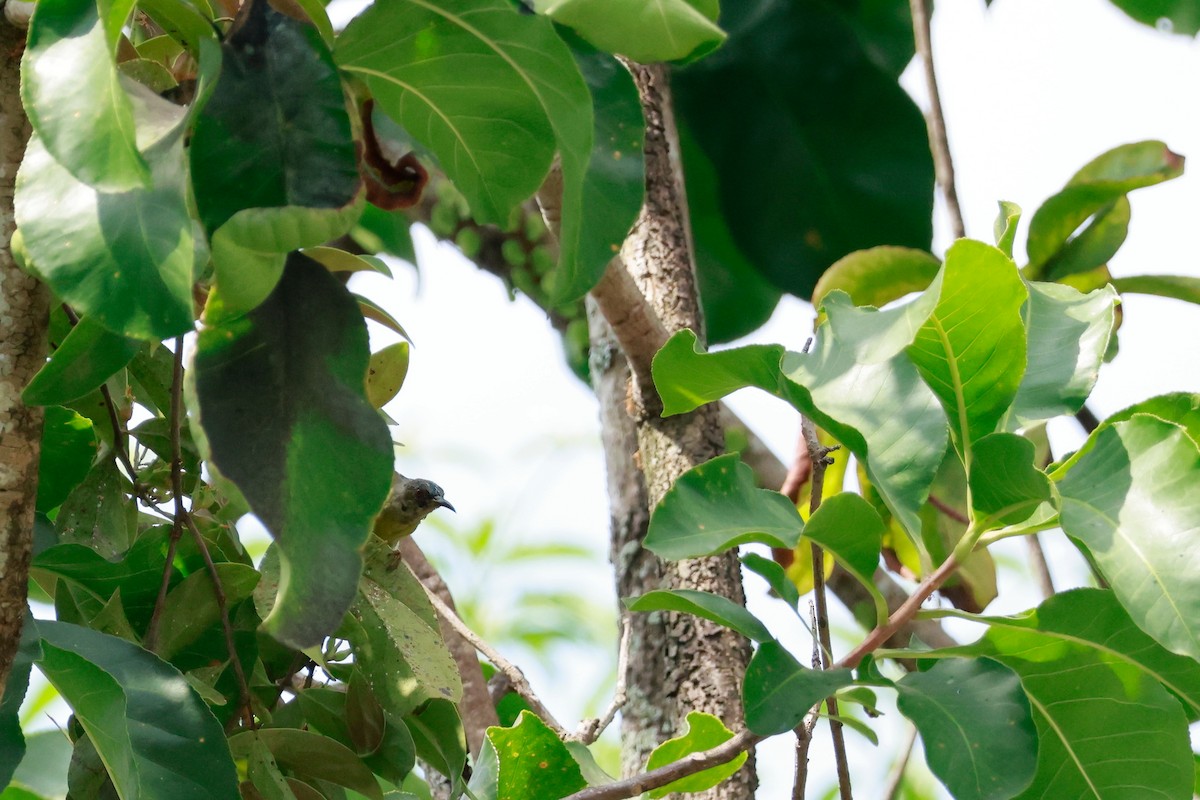 Brown-throated Sunbird - ML646387382