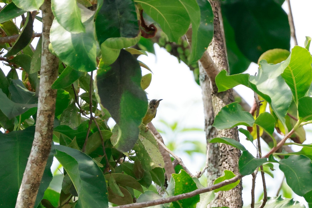 Brown-throated Sunbird - ML646387383