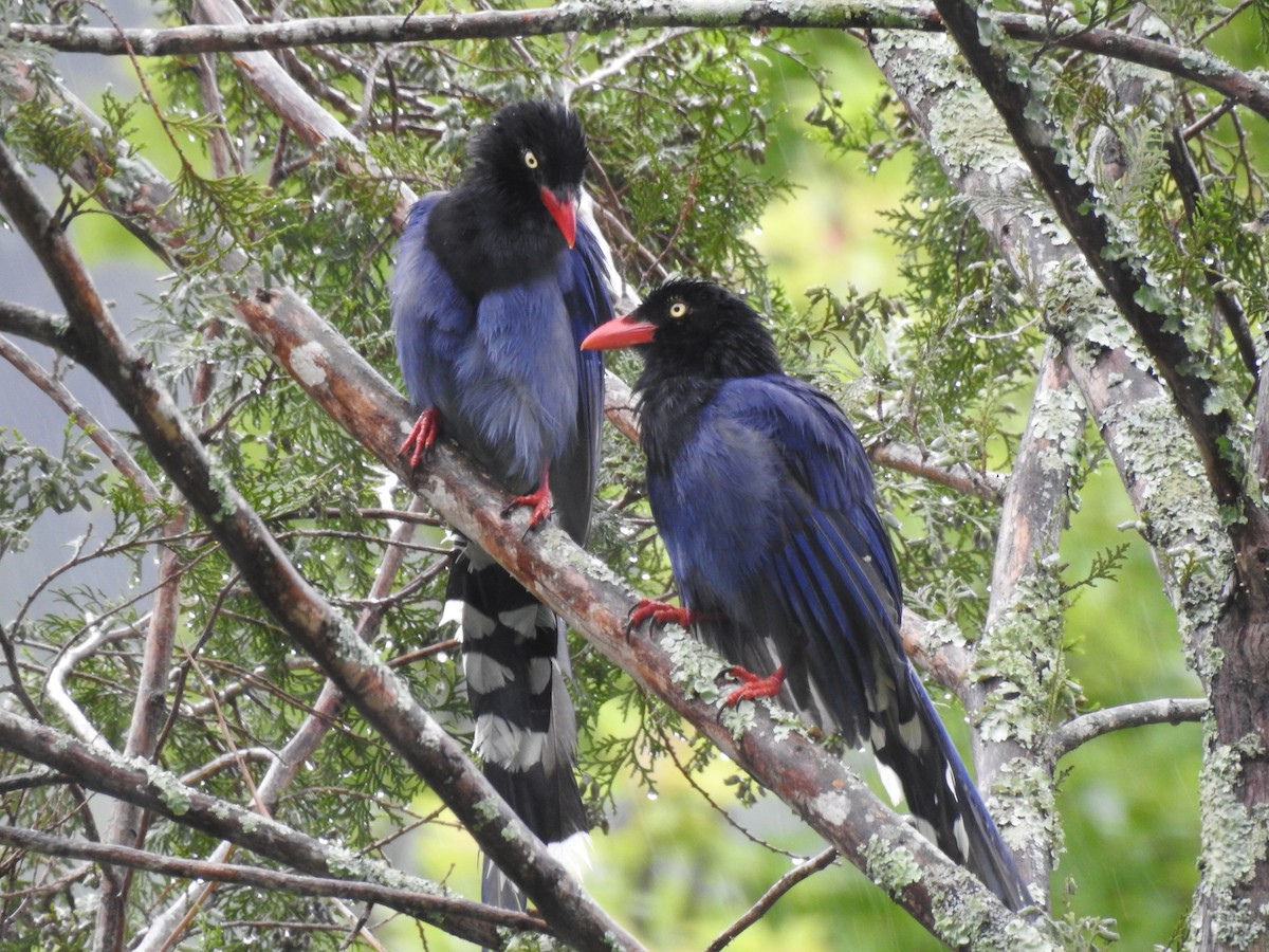 Taiwan Blue-Magpie - ML646387384