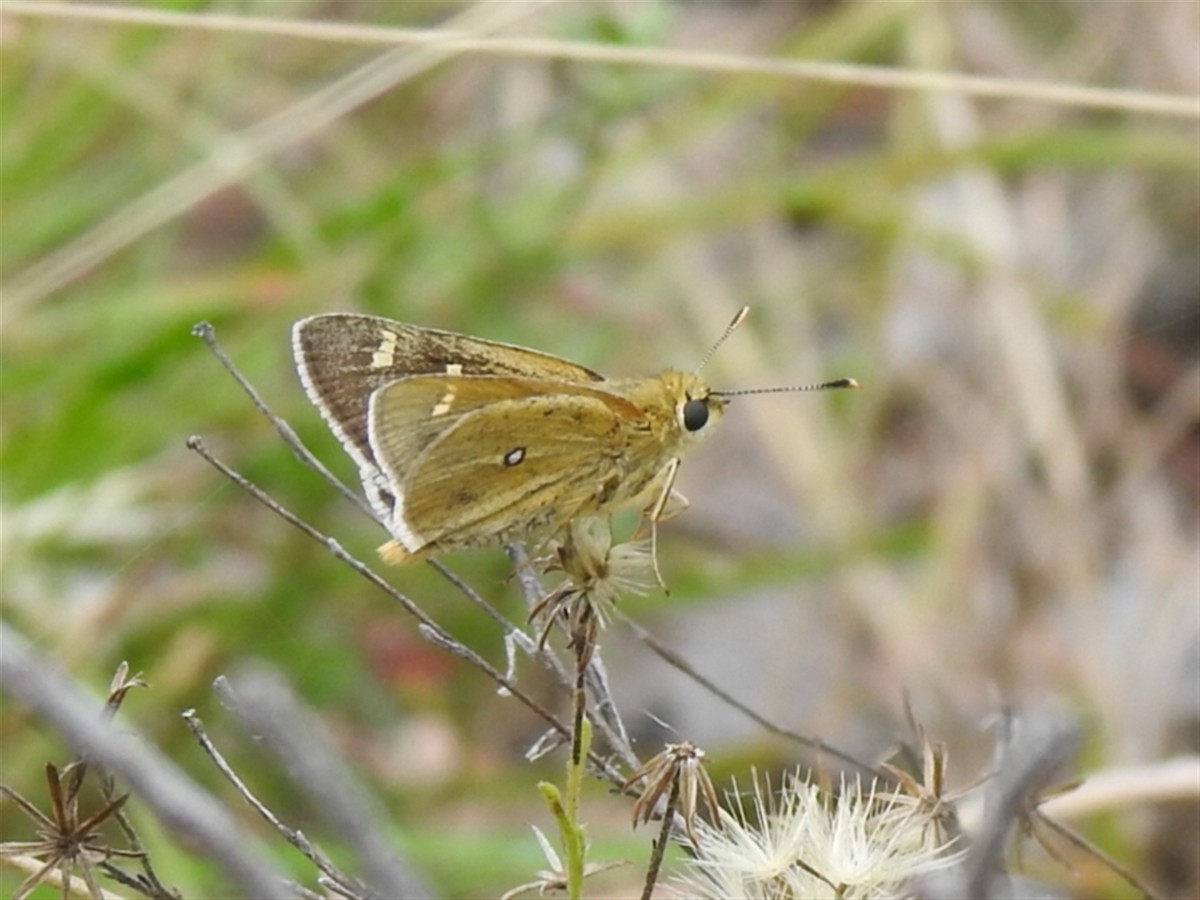 Yellow Ochre - ML646387385