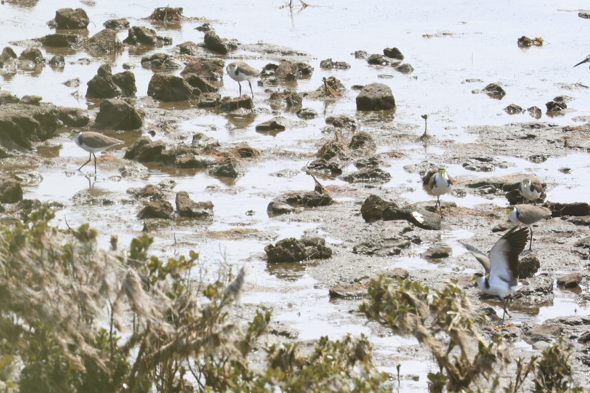 Masked Lapwing - ML646387386