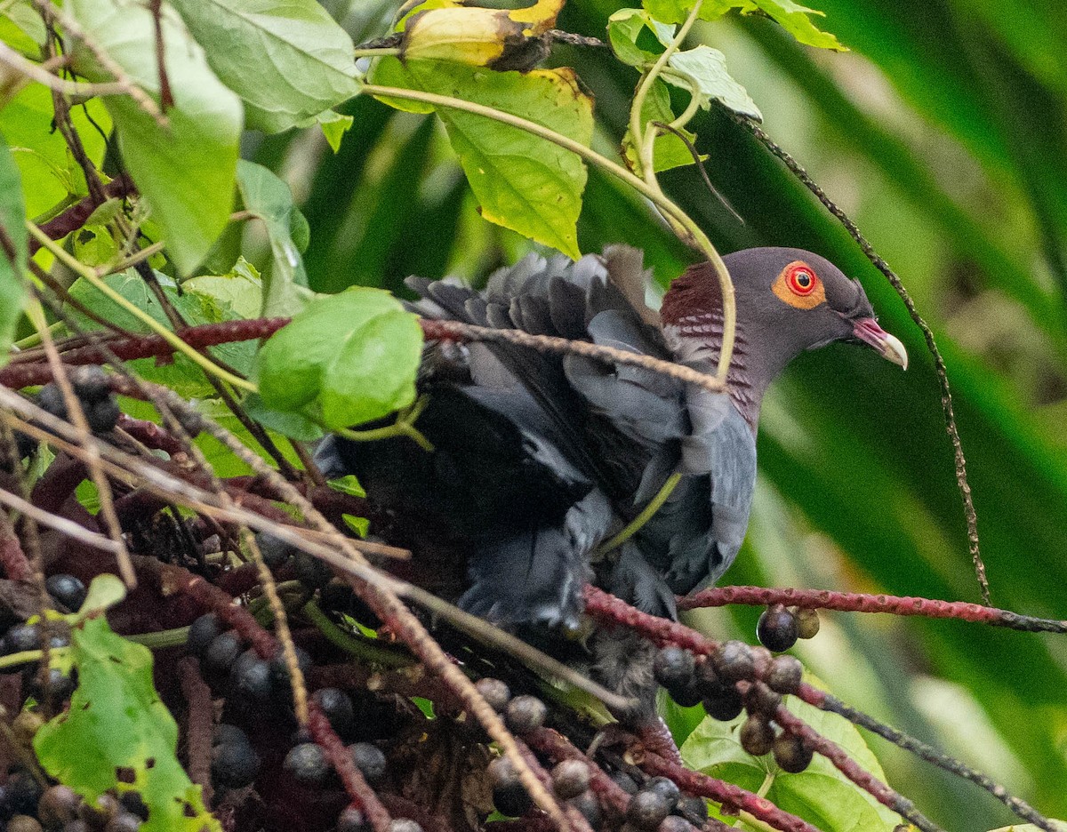 Красношейный голубь - ML646387387