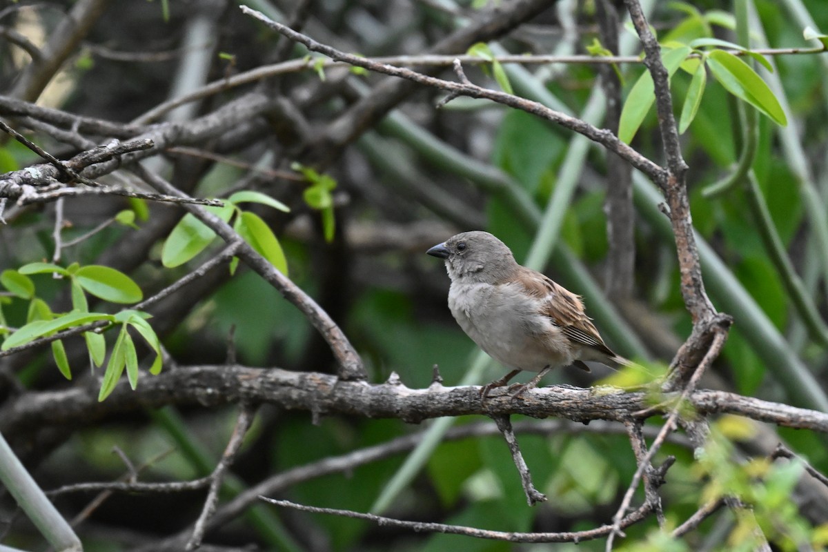 Southern Gray-headed Sparrow - ML646387388