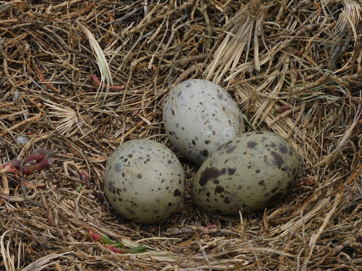Kelp Gull - ML646387391