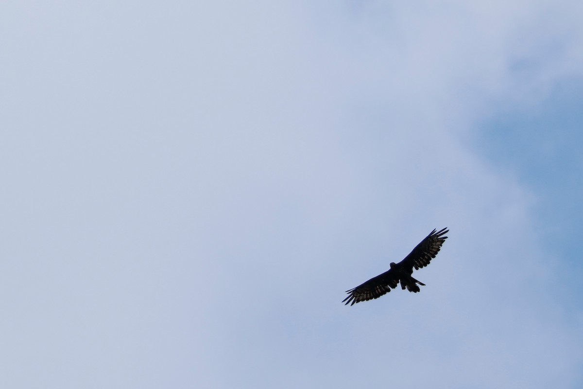 Oriental Honey-buzzard - ML646387392