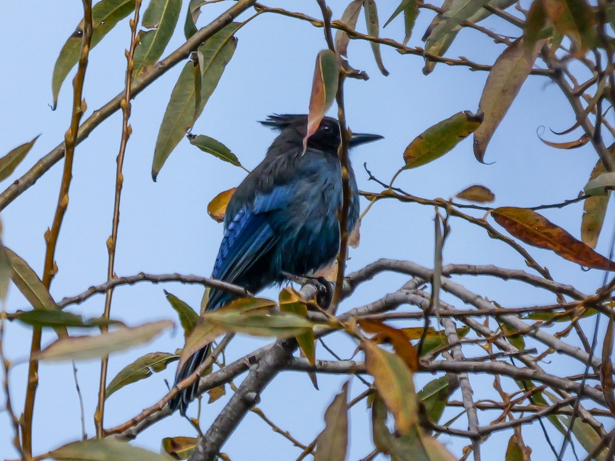 Steller's Jay - ML646387394