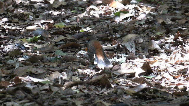 Australian Rufous Fantail - ML646387395