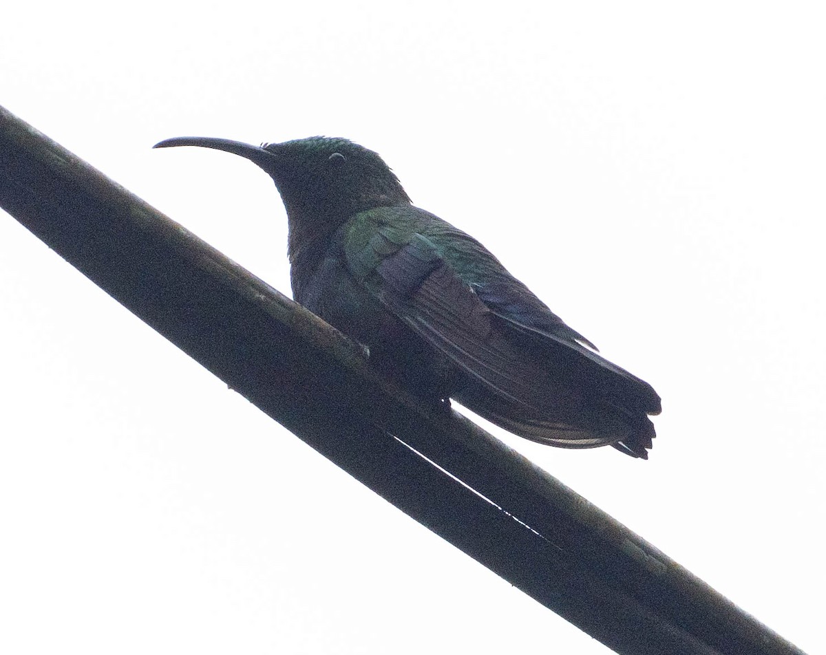 Зеленогрудый колибри - ML646387396