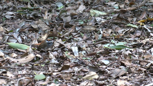 Australian Rufous Fantail - ML646387397